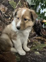 Marshall , a male Shetland Sheepdog for sale in Bremen, IN – Photo 6 of 10