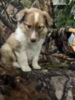 Marshall , a male Shetland Sheepdog for sale in Bremen, IN – Photo 7 of 10