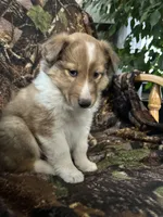 Marshall , a male Shetland Sheepdog for sale in Bremen, IN – Photo 5 of 10