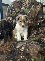 Marshall , a male Shetland Sheepdog for sale in Bremen, IN – Photo 8 of 10