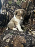 Marshall , a male Shetland Sheepdog for sale in Bremen, IN – Photo 10 of 10