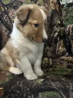 Marshall , a male Shetland Sheepdog for sale in Bremen, IN – Photo 2 of 10