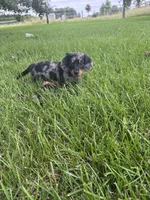 Charlotte , a female Miniature Dachshund for sale in Bremen, IN – 4 of 10