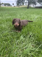 Chase, a male Miniature Dachshund for sale in Bremen, IN – 4 of 9