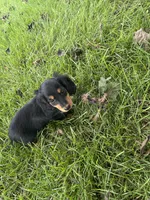 Twyla, a female Miniature Dachshund for sale in Bremen, IN – 7 of 9