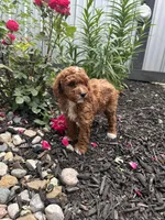 Millie, a female Poodle - Miniature  for sale in Bremen, IN – 6 of 8