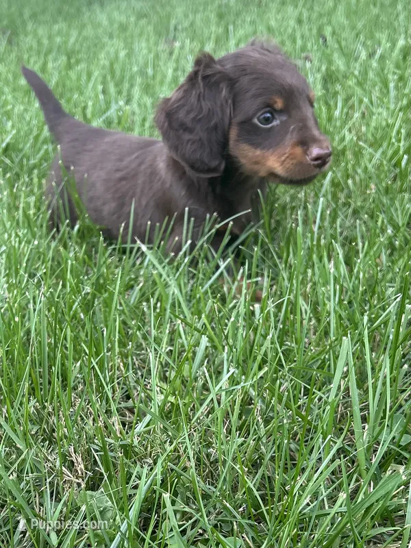 Chase – Miniature Dachshund puppy for sale in Bremen, IN