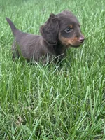 Chase, a male Miniature Dachshund for sale in Bremen, IN – 1 of 9