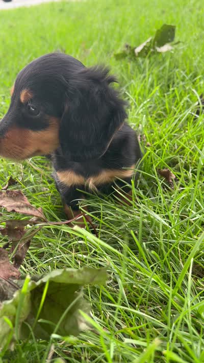 Twyla, a female Miniature Dachshund for sale in Bremen, IN – 9 of 9