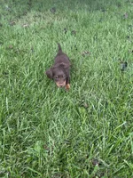 Chase, a male Miniature Dachshund for sale in Bremen, IN – 7 of 9