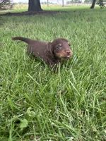 Chase, a male Miniature Dachshund for sale in Bremen, IN – 5 of 9