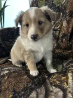 Ruby, a female Shetland Sheepdog for sale in Bremen, IN – Photo 2 of 10