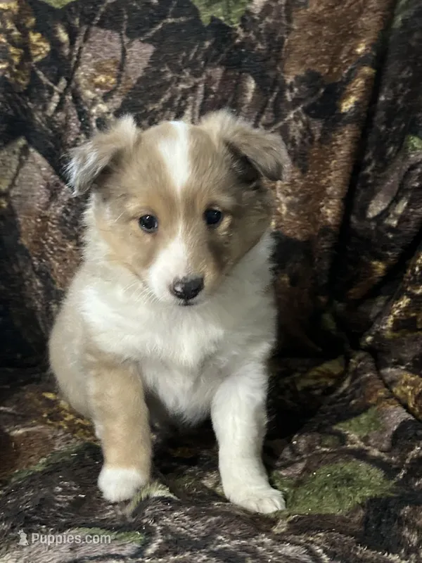 Ruby – Shetland Sheepdog puppy for sale in Bremen, IN
