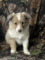 Ruby, a female Shetland Sheepdog for sale in Bremen, IN – Photo 1 of 10