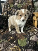 Ruby, a female Shetland Sheepdog for sale in Bremen, IN – Photo 9 of 10