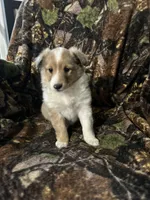 Ruby, a female Shetland Sheepdog for sale in Bremen, IN – Photo 3 of 10