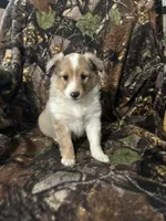 Ruby, a female Shetland Sheepdog for sale in Bremen, IN – Photo 4 of 10