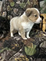 Ruby, a female Shetland Sheepdog for sale in Bremen, IN – Photo 10 of 10