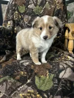 Ruby, a female Shetland Sheepdog for sale in Bremen, IN – Photo 8 of 10