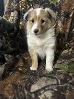 Ruby, a female Shetland Sheepdog for sale in Bremen, IN – Photo 5 of 10