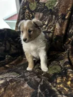 Ruby, a female Shetland Sheepdog for sale in Bremen, IN – Photo 6 of 10