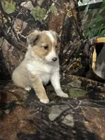 Ruby, a female Shetland Sheepdog for sale in Bremen, IN – Photo 7 of 10