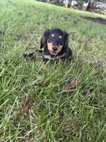 Twyla, a female Miniature Dachshund for sale in Bremen, IN – 5 of 9