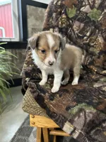 Missi, a female Shetland Sheepdog for sale in Bremen, IN – Photo 1 of 10