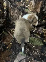 Missi, a female Shetland Sheepdog for sale in Bremen, IN – Photo 6 of 10