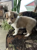 Missi, a female Shetland Sheepdog for sale in Bremen, IN – Photo 2 of 10