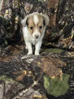 Missi, a female Shetland Sheepdog for sale in Bremen, IN – Photo 10 of 10