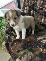 Missi, a female Shetland Sheepdog for sale in Bremen, IN – Photo 4 of 10