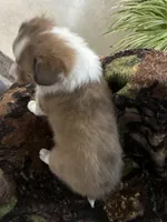 Missi, a female Shetland Sheepdog for sale in Bremen, IN – Photo 3 of 10