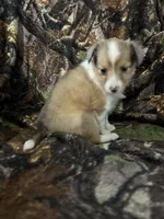 Missi, a female Shetland Sheepdog for sale in Bremen, IN – Photo 8 of 10