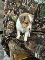 Missi, a female Shetland Sheepdog for sale in Bremen, IN – Photo 5 of 10