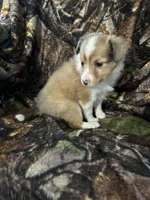 Missi, a female Shetland Sheepdog for sale in Bremen, IN – Photo 9 of 10