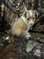 Missi, a female Shetland Sheepdog for sale in Bremen, IN – Photo 7 of 10