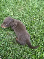 Chase, a male Miniature Dachshund for sale in Bremen, IN – 6 of 9