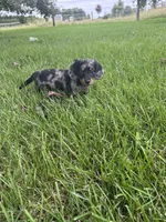 Charlotte , a female Miniature Dachshund for sale in Bremen, IN – 3 of 10
