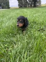 Tracker, a male Miniature Dachshund for sale in Bremen, IN – 7 of 10