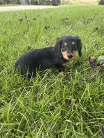 Twyla, a female Miniature Dachshund for sale in Bremen, IN – 4 of 9