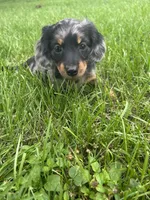 Charlotte , a female Miniature Dachshund for sale in Bremen, IN – 7 of 10