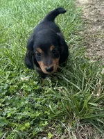 Tracker, a male Miniature Dachshund for sale in Bremen, IN – 2 of 10