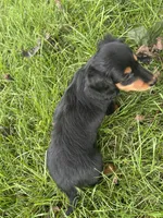 Twyla, a female Miniature Dachshund for sale in Bremen, IN – 6 of 9