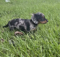 Charlotte , a female Miniature Dachshund for sale in Bremen, IN – 5 of 10