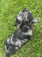 Charlotte , a female Miniature Dachshund for sale in Bremen, IN – 6 of 10