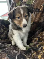 Cody, a male Shetland Sheepdog for sale in Bremen, IN – 4 of 7