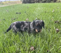 Charlotte , a female Miniature Dachshund for sale in Bremen, IN – 2 of 10