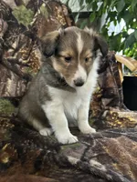 Cody, a male Shetland Sheepdog for sale in Bremen, IN – Photo 6 of 8