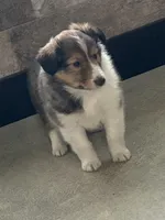 Cody, a male Shetland Sheepdog for sale in Bremen, IN – Photo 2 of 8